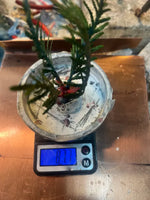 Behind the Scenes Cedar Jewelry